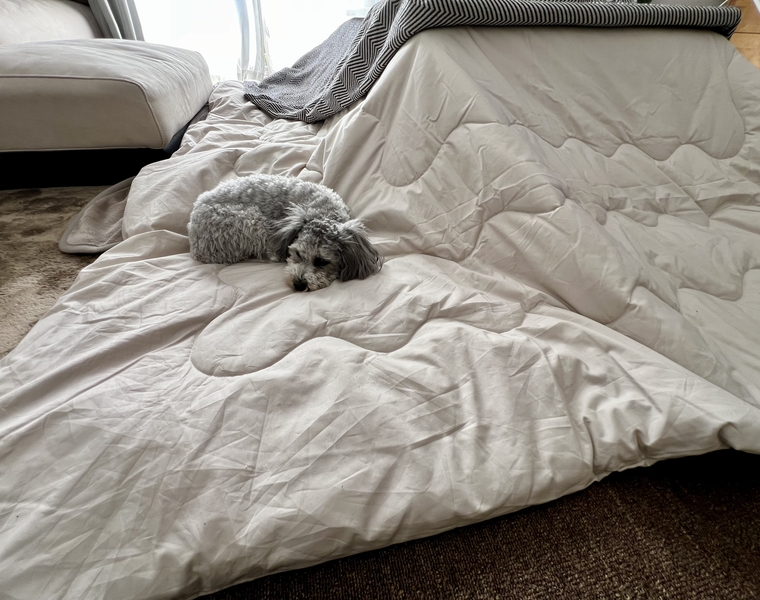 ヌードこたつ布団 SOLID 四角形タイプ ｜家具・インテリア通販 Re:CENO