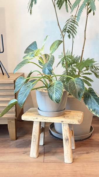 スツール Vintage Elm Wood ｜家具・インテリア通販 Re:CENO(リセノ)