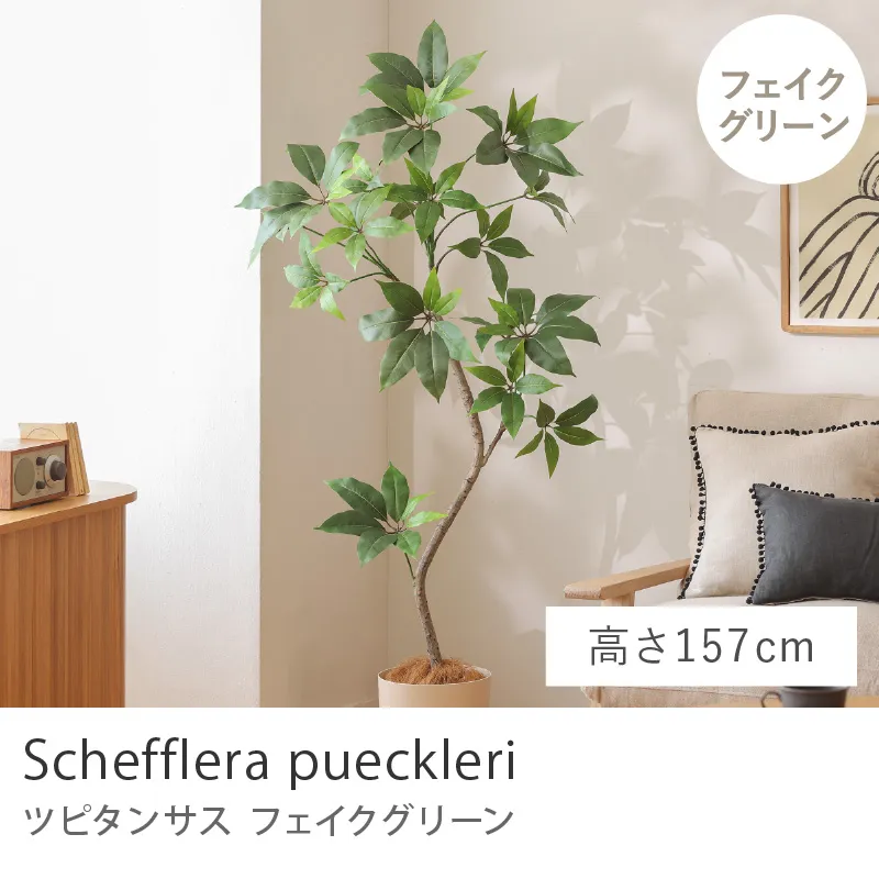 フェイクグリーン ツピタンサス／高さ 157cm