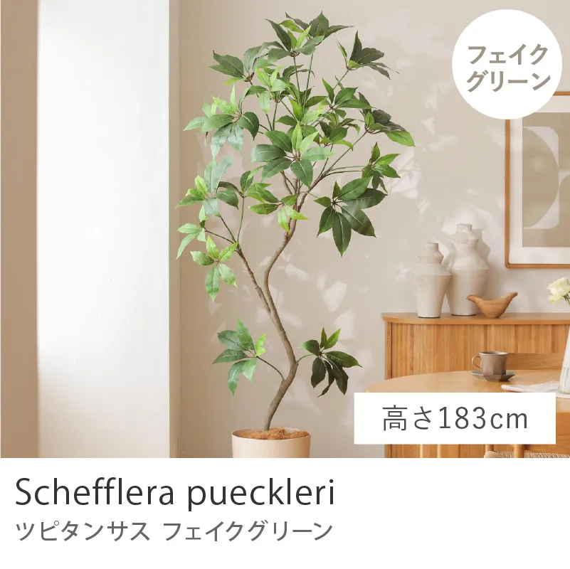 フェイクグリーン ツピタンサス／高さ 183cm